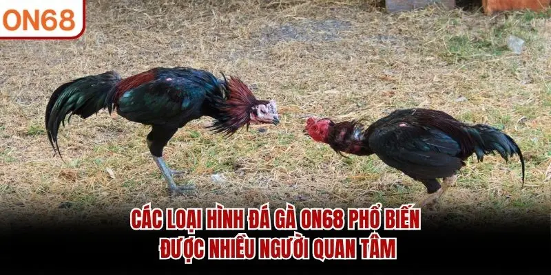 Các loại hình Đá Gà ON68 phổ biến được nhiều người quan tâm