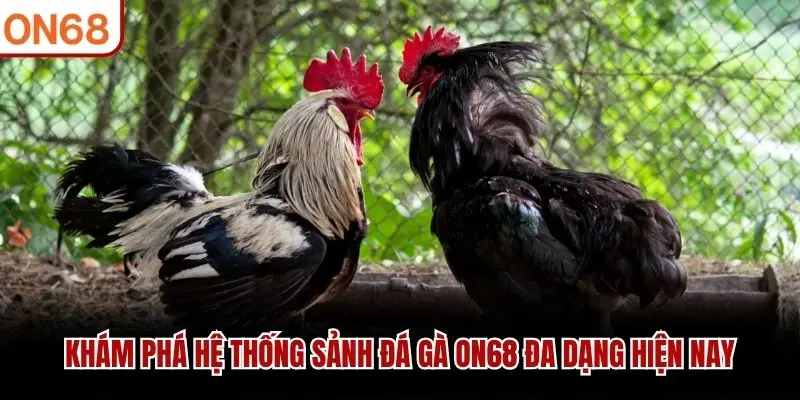 Khám phá hệ thống sảnh Đá Gà ON68 đa dạng hiện nay
