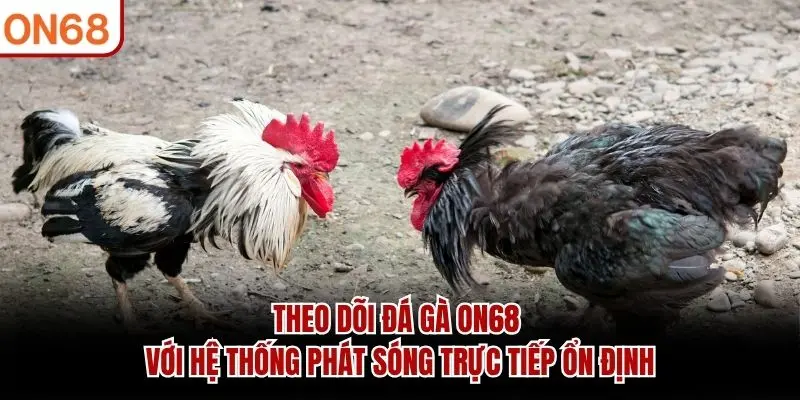 Theo dõi Đá Gà ON68 với hệ thống phát sóng trực tiếp ổn định