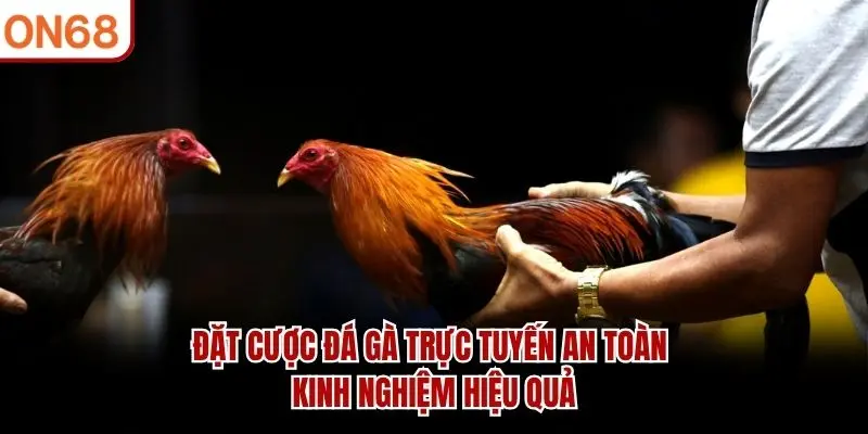Đặt Cược Đá Gà Trực Tuyến An Toàn – Kinh Nghiệm Hiệu Quả