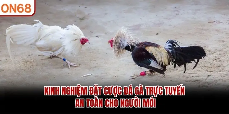 Kinh nghiệm đặt cược đá gà trực tuyến an toàn cho người mới